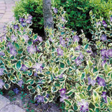 Saschiu cu frunza mare Variegata (Vinca Major), taratoare, vesnic verde cu flori albastre-mov, pentru semi-umbra sau umbra