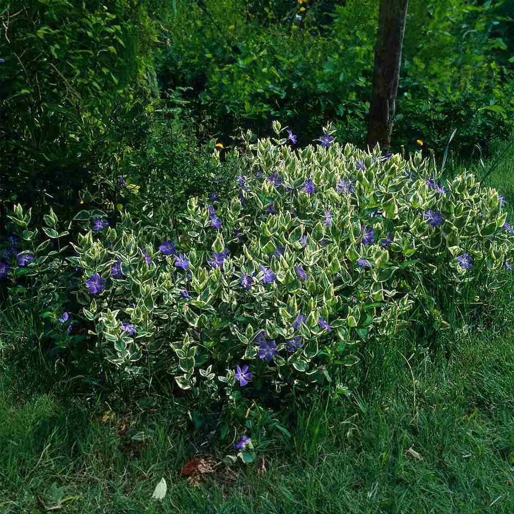 Saschiu cu frunza mare Variegata (Vinca Major), taratoare, vesnic verde cu flori albastre-mov, pentru semi-umbra sau umbra