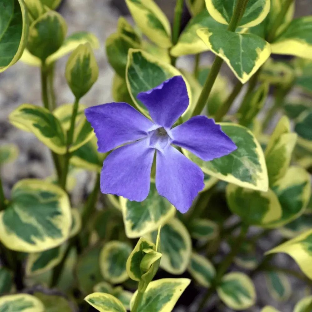 Saschiu cu frunza mare Variegata (Vinca Major), taratoare, vesnic verde cu flori albastre-mov, pentru semi-umbra sau umbra