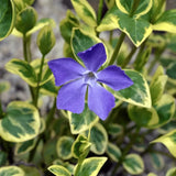 Saschiu cu frunza mare Variegata (Vinca Major), taratoare, vesnic verde cu flori albastre-mov, pentru semi-umbra sau umbra