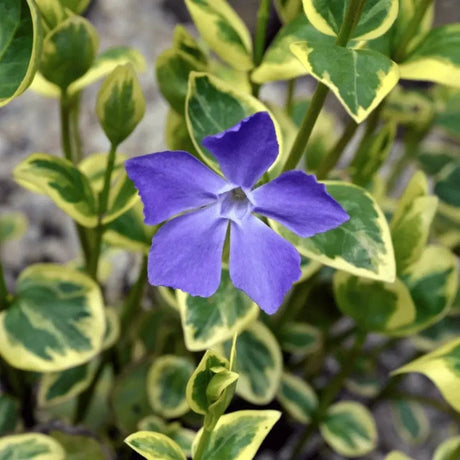 Saschiu cu frunza mare Variegata (Vinca Major), taratoare, vesnic verde cu flori albastre-mov, pentru semi-umbra sau umbra