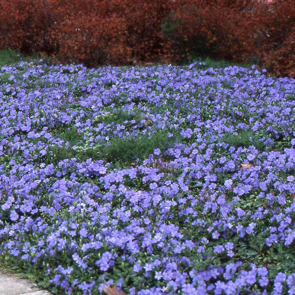 Saschiu cu frunza mica, tarator, vesnic verde cu flori albastre-mov (Vinca Minor)