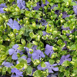 Saschiu cu frunza mica (vinca Minor) Ralph Shugert, planta acoperire sol vesnic verde, frunze variegate alb-verde, flori mov primavara, semi-umbra sau umbra