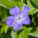 Saschiu cu frunza mica (vinca Minor) Ralph Shugert, planta acoperire sol vesnic verde, frunze variegate alb-verde, flori mov primavara, semi-umbra sau umbra