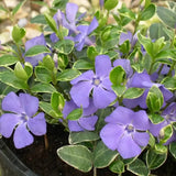 Saschiu cu frunza mica (vinca Minor) Ralph Shugert, planta acoperire sol vesnic verde, frunze variegate alb-verde, flori mov primavara, semi-umbra sau umbra