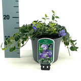 Saschiu cu frunza mica (vinca Minor) Ralph Shugert, planta acoperire sol vesnic verde, frunze variegate alb-verde, flori mov primavara, semi-umbra sau umbra