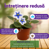 Violeta de Parma, Saintpaulia More Lips, cu flori albastru-alb, plante inflorita, de interior, intretinere minima