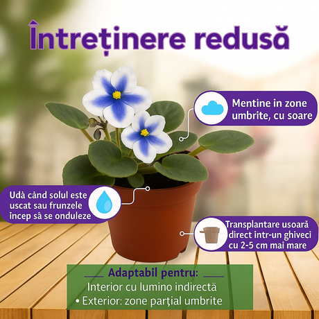 Violeta de Parma, Saintpaulia More Lips, cu flori albastru-alb, plante inflorita, de interior, intretinere minima