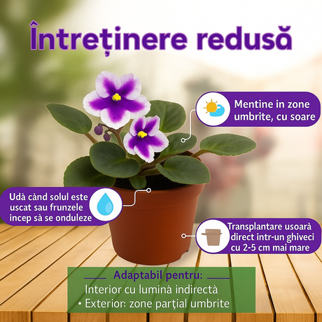 Violeta de Parma, Saintpaulia More Lips, cu flori mov-alb, plante inflorita, de interior, intretinere minima