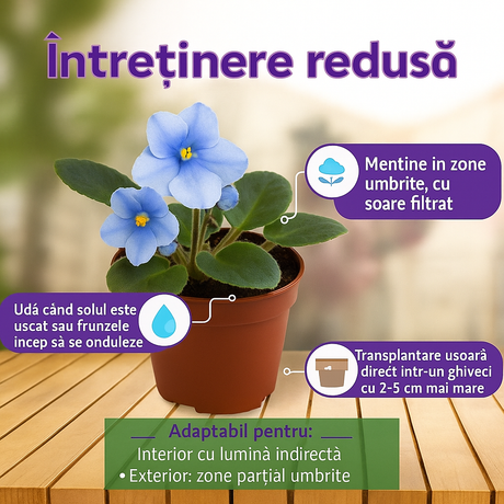 Violeta de Parma, Saintpaulia More Lips, cu flori albastre, plante inflorita, de interior, intretinere minima