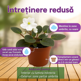 Violeta de Parma, Saintpaulia More Lips, cu flori albe, plante inflorita, de interior, intretinere minima