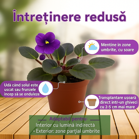 Violeta de Parma, Saintpaulia More Lips, cu flori mov, plante inflorita, de interior, intretinere minima