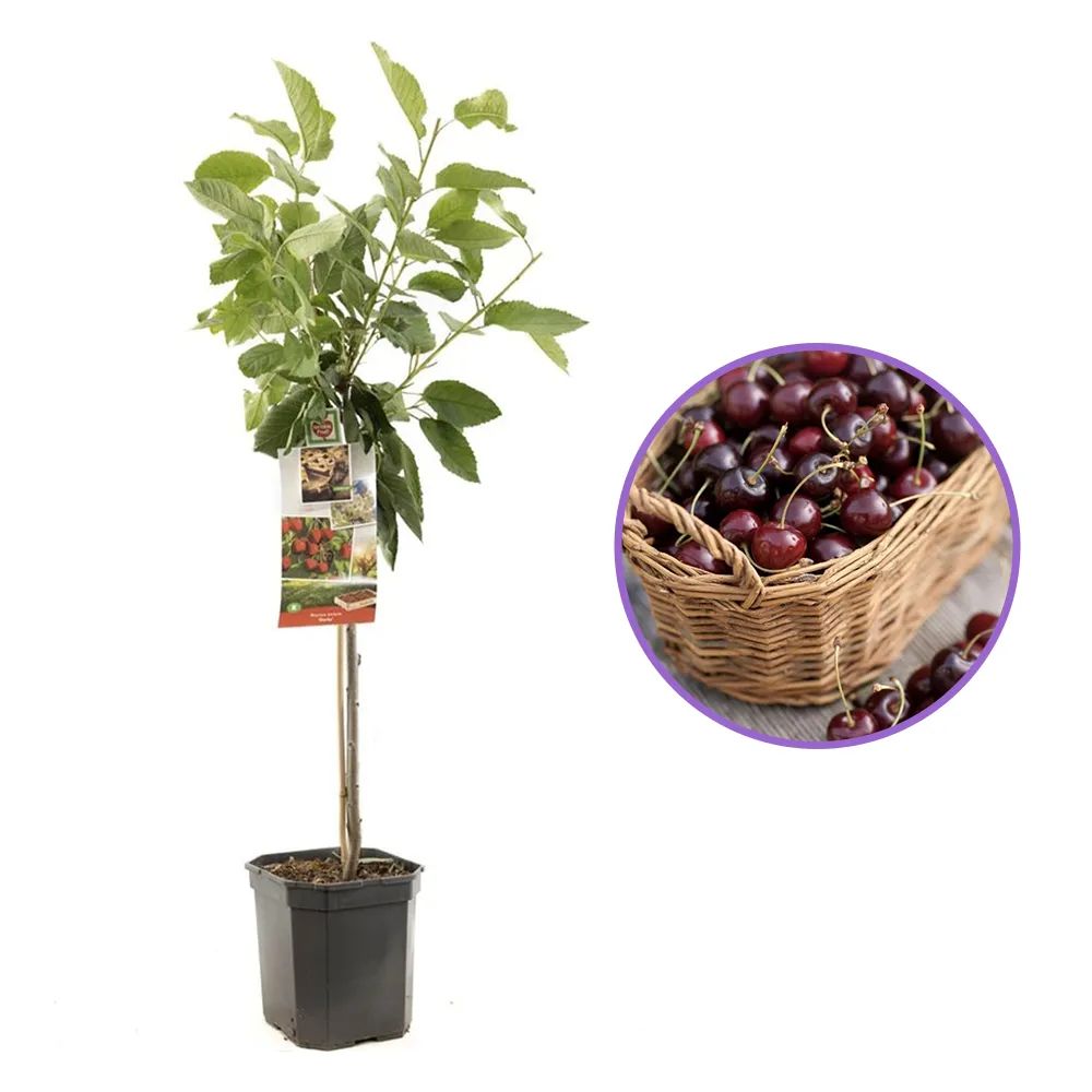 Visin (Prunus Cerasus) Morello, cu fructe acrisoare rosu inchis, an 2 pe rod