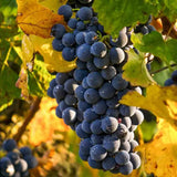 Vita de Vie (Vitis vinifera) Big Perlon Seedless, cu struguri mari albastri, an 2 pe rod