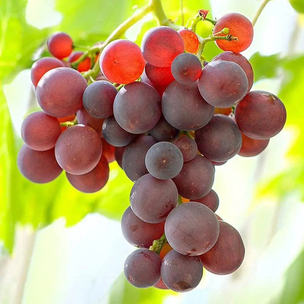 Vita de Vie (Vitis vinifera) Big Red, cu struguri mari rosii, an 2 pe rod