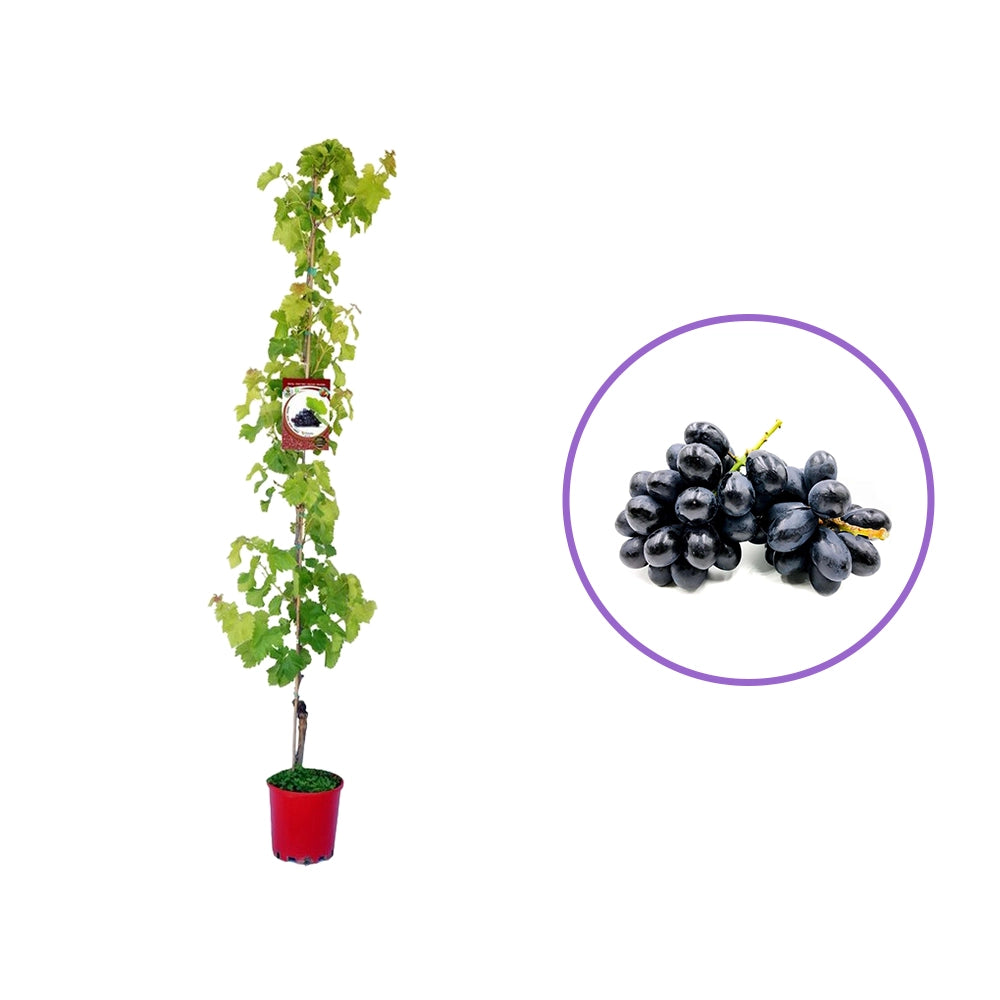 Vita de Vie (Vitis vinifera) Black Magic, cu struguri mari negri, an 2 pe rod