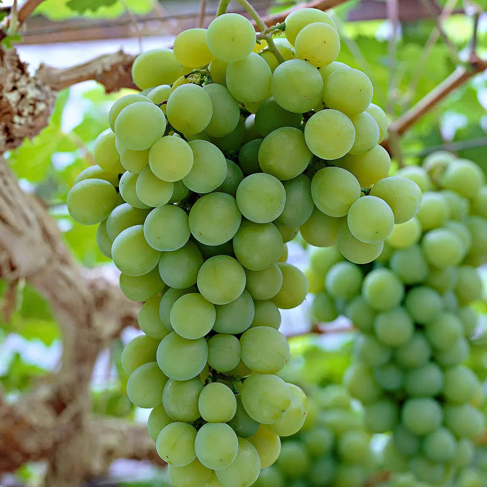 Vita de Vie (Vitis vinifera) Centennial, cu struguri mari galbeni-verzui, an 2 pe rod