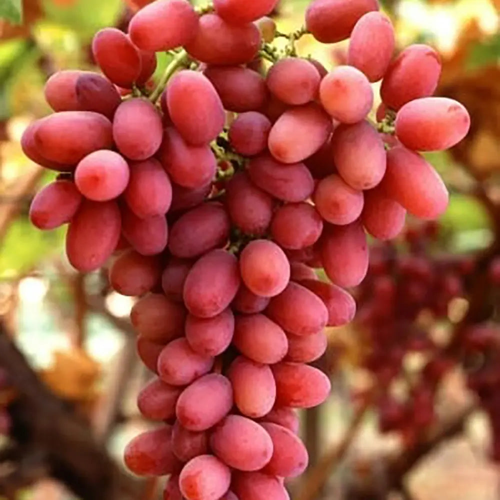 Vita de Vie (Vitis vinifera) Crimson, fara samburi, cu struguri mari rosi, an 2 pe rod