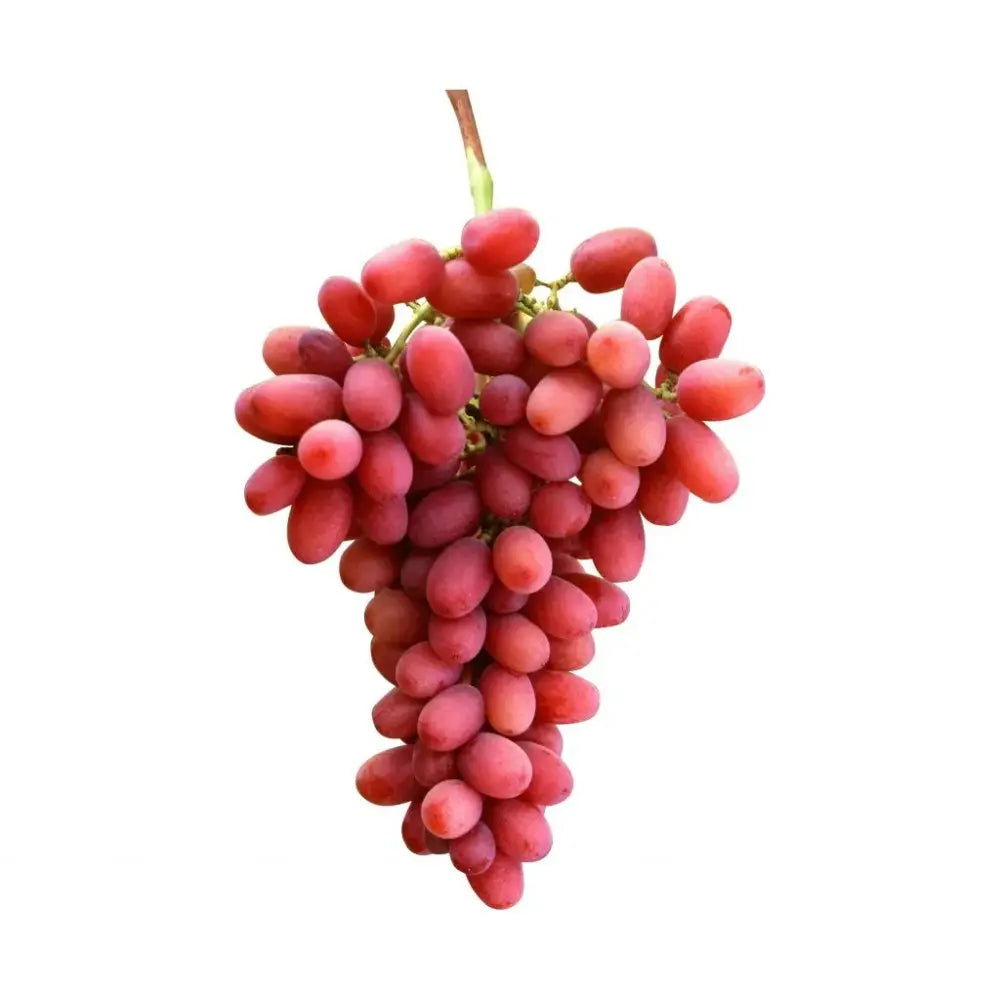 Vita de Vie (Vitis vinifera) Crimson, fara samburi, cu struguri mari rosi, an 2 pe rod