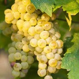 Vita de Vie (Vitis vinifera) Italia, cu struguri mari aurii, an 2 pe rod