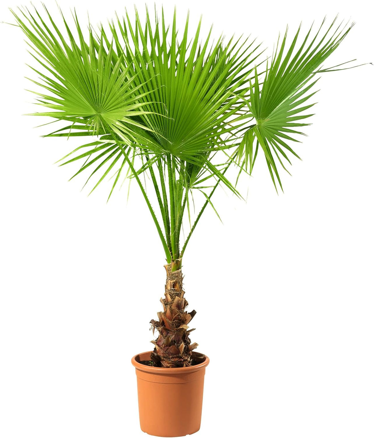 Palmier Washingtonia Robusta, 220-240 cm, palmier exotic vesnic verde, crestere rapida, ideal pentru terasa si interior luminos