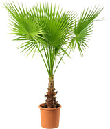 Palmier Washingtonia Robusta, 220-240 cm, palmier exotic vesnic verde, crestere rapida, ideal pentru terasa si interior luminos