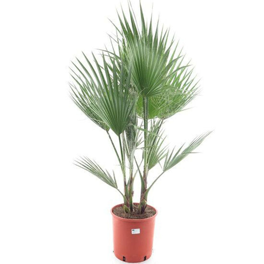 Palmier Washingtonia filifera, palmier de interior exotic usor de ingrijit cu frunze evantai