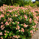 Weigela All Summer Peach, arbust decorativ cu flori roz-piersica, inflorire continua, rezistenta la frig