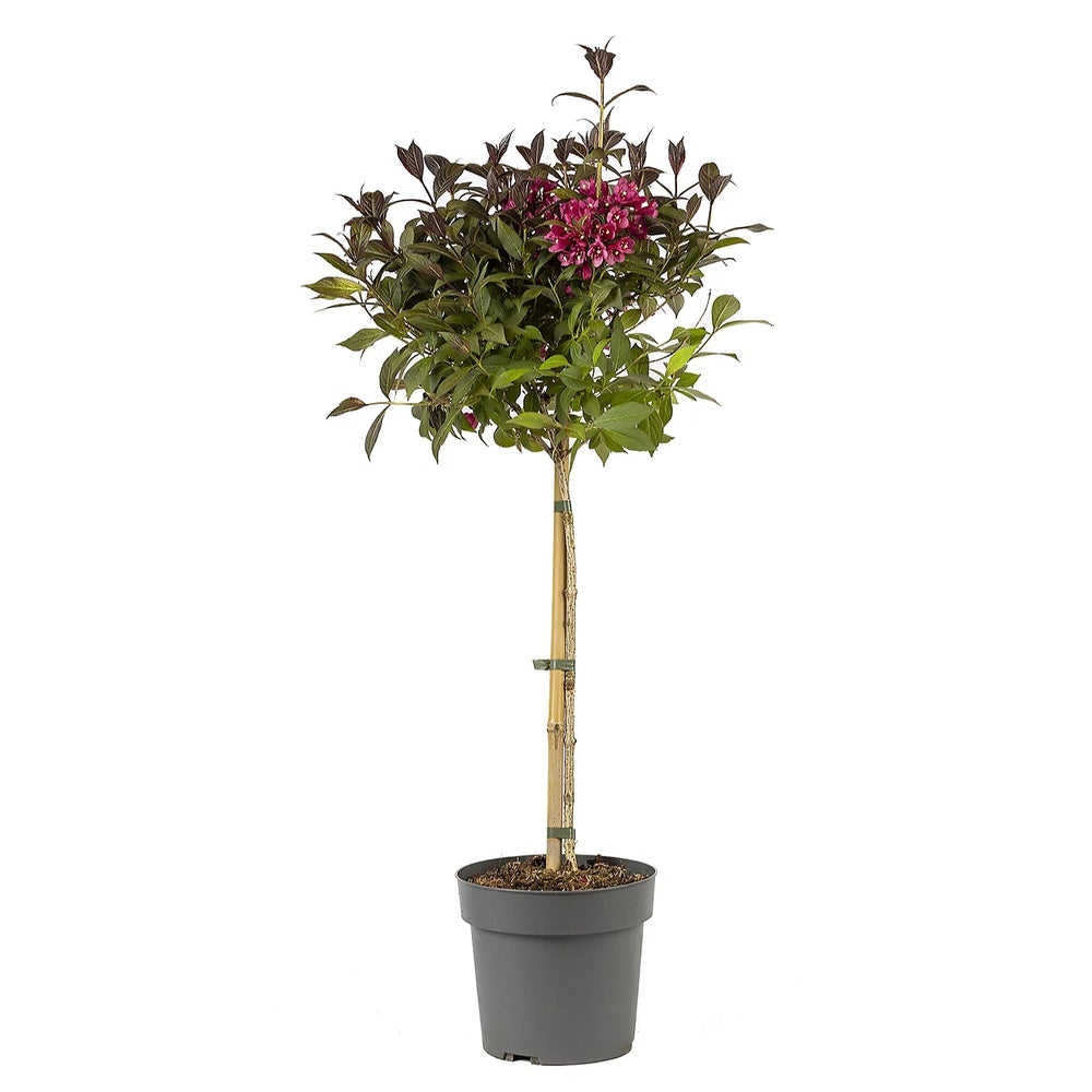Weigela Minor Black, tip copac, frunzis purpuriu si flori roz, rezistenta frig, crestere moderata