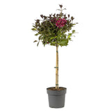 Weigela Minor Black, tip copac, frunzis purpuriu si flori roz, rezistenta frig, crestere moderata