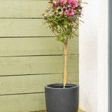 Weigela Minor Black, tip copac, frunzis purpuriu si flori roz, rezistenta frig, crestere moderata