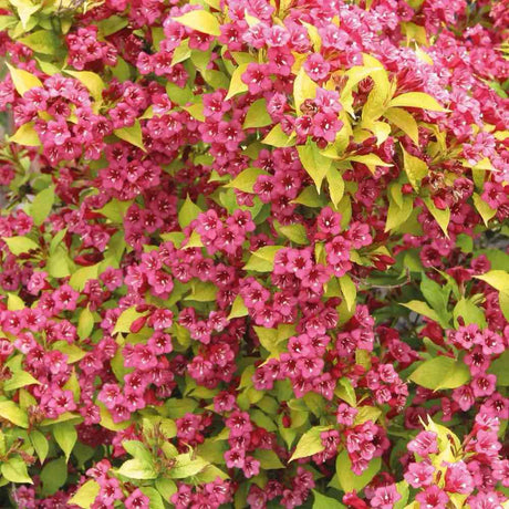 Weigela Looymansii Aurea, arbust decorativ cu frunze galbene, flori roz abundente, rezistenta la ger, ideal pentru gard viu si borduri colorate