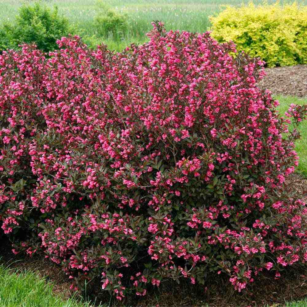 Weigela Alexandra, arbust decorativ cu flori roz violet parfumate si frunze purpurii, rezistenta iarna