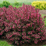 Weigela Alexandra, arbust decorativ cu flori roz violet parfumate si frunze purpurii, rezistenta iarna