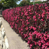 Weigela Alexandra, arbust decorativ cu flori roz violet parfumate si frunze purpurii, rezistenta iarna
