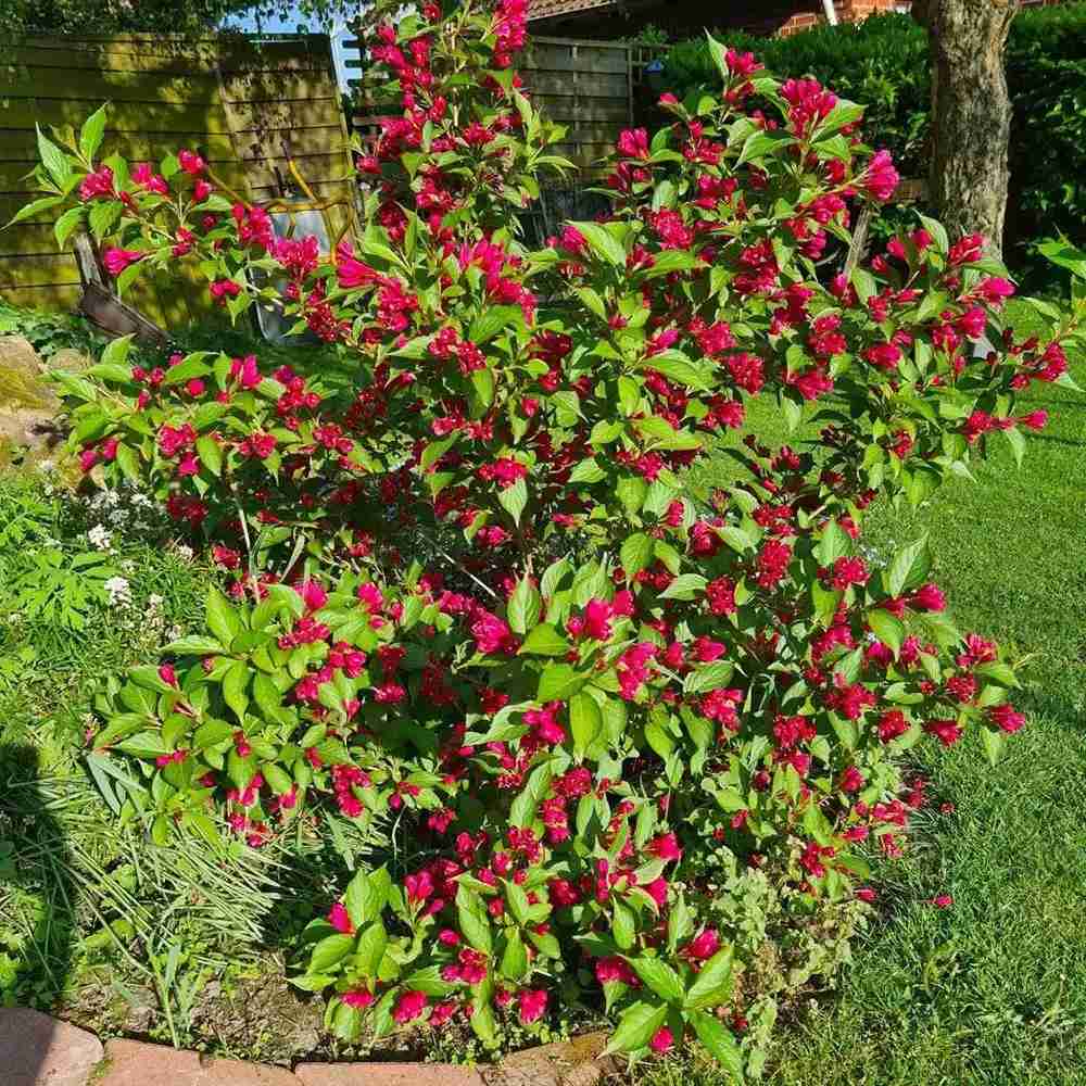 Weigela Florida Big Love | Verdena – VERDENA