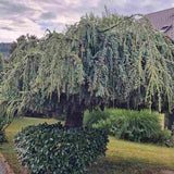 Cedru albastru Glauca Atlantica (Pendula), conifer curgator albastru vesnic verde rezistent