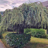 Cedru albastru Glauca Atlantica (Pendula), conifer curgator albastru vesnic verde rezistent