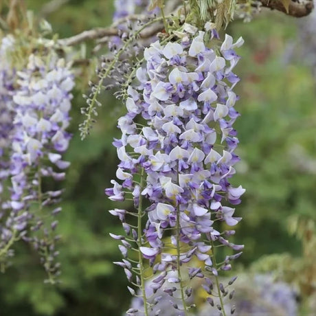Glicina (Wisteria) cataratoare Domino, cu flori mov parfumate, inflorire abundenta si crestere rapida