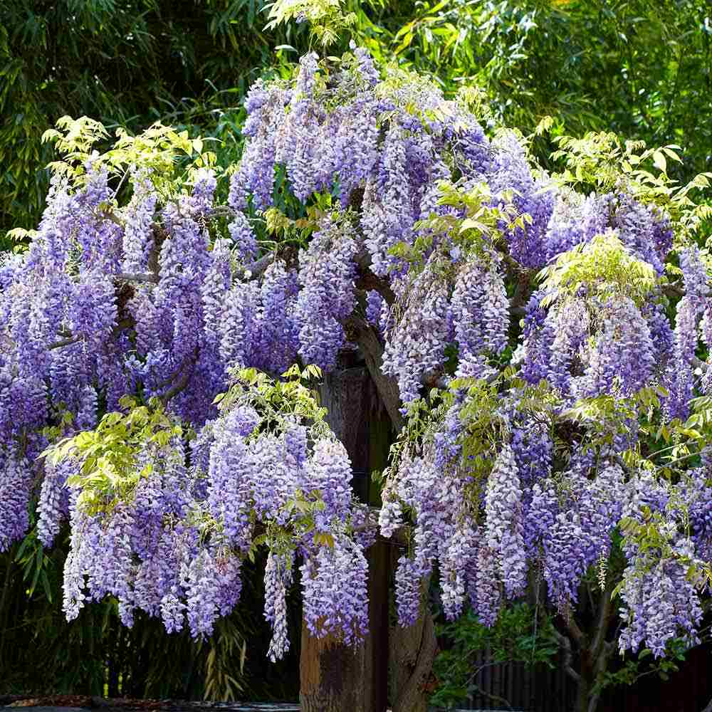 Glicina (Wisteria) cataratoare Sinensis Prolific, liana chinezeasca parfumata, inflorire abundenta, rezistenta, crestere rapida