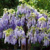 Glicina (Wisteria) cataratoare Sinensis Prolific, liana chinezeasca parfumata, inflorire abundenta, rezistenta, crestere rapida