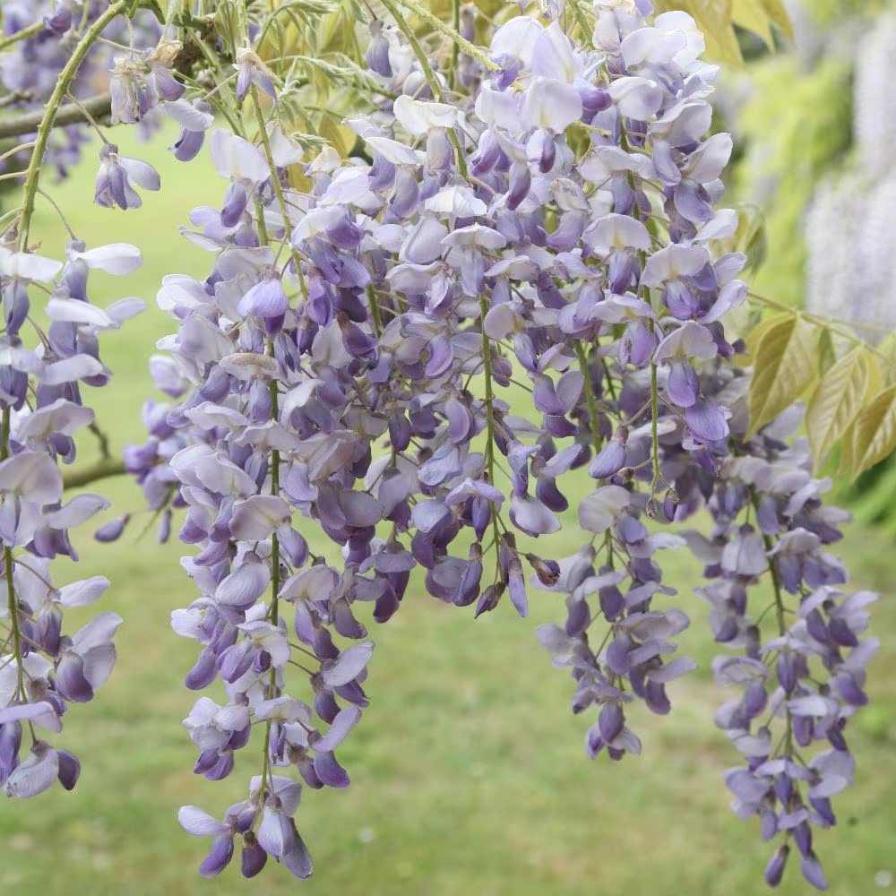 Glicina (Wisteria) cataratoare Blue Sapphire, planta cataratoare flori albastre parfumate crestere rapida