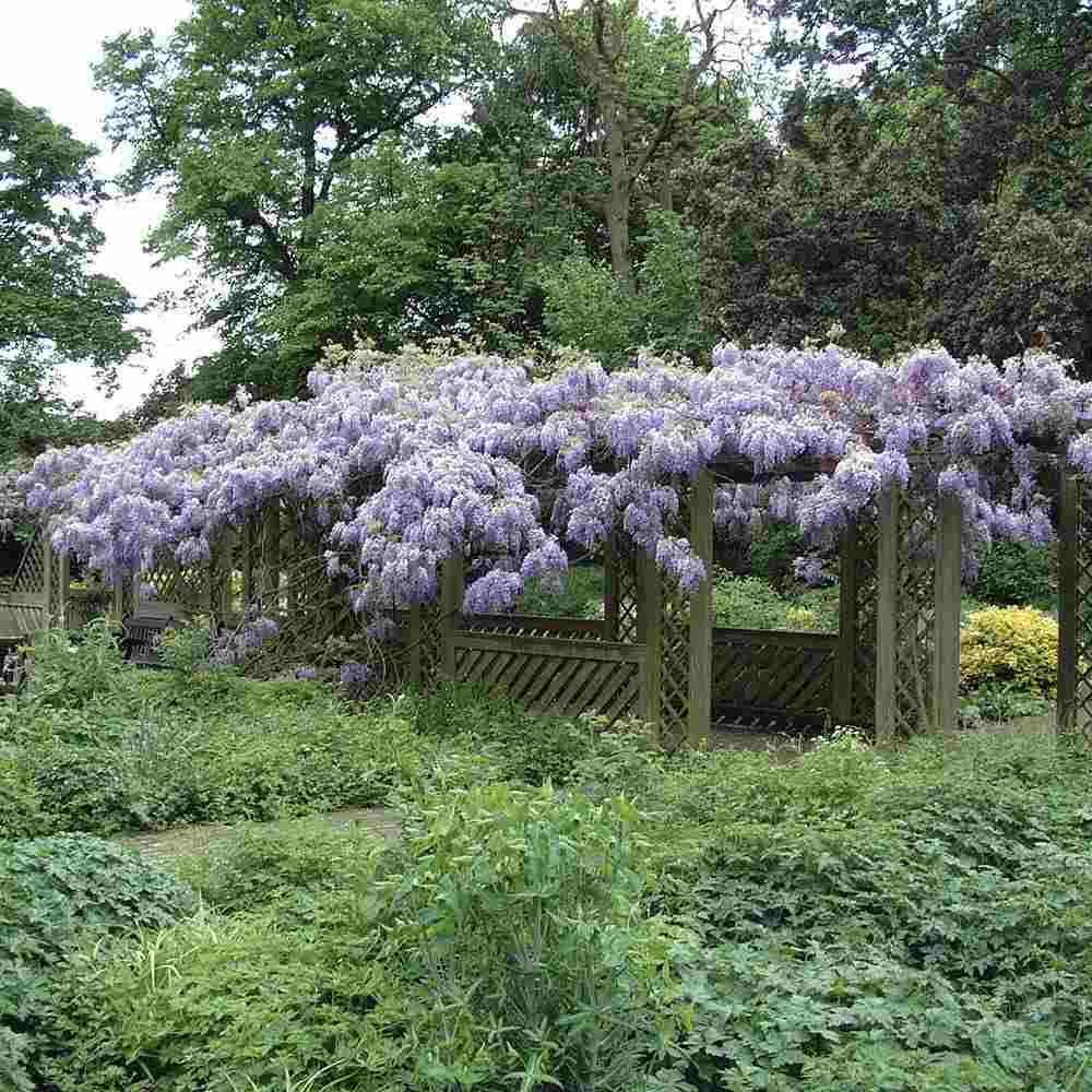 Glicina (Wisteria) cataratoare Blue Sapphire, planta cataratoare flori albastre parfumate crestere rapida