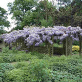 Glicina (Wisteria) cataratoare Blue Sapphire, planta cataratoare flori albastre parfumate crestere rapida