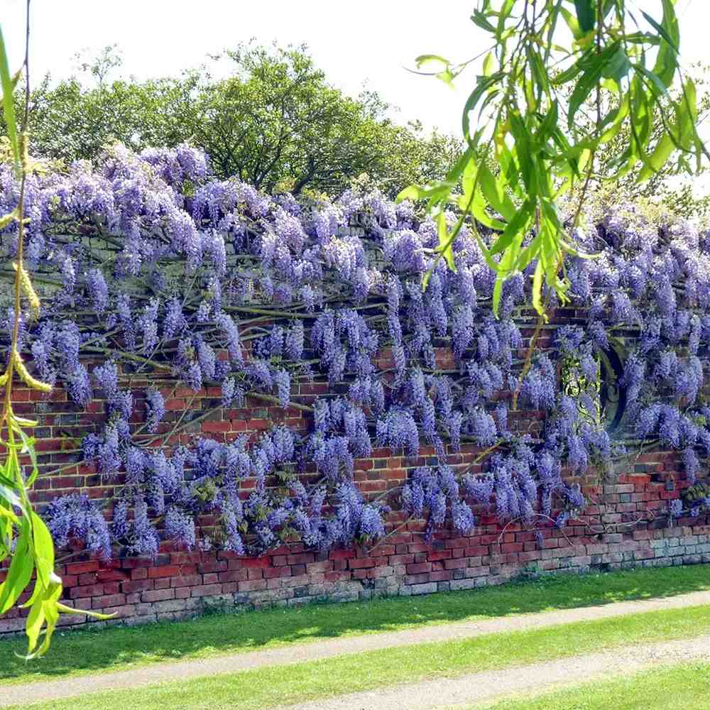 Glicina (Wisteria) cataratoare Blue Sapphire, planta cataratoare flori albastre parfumate crestere rapida