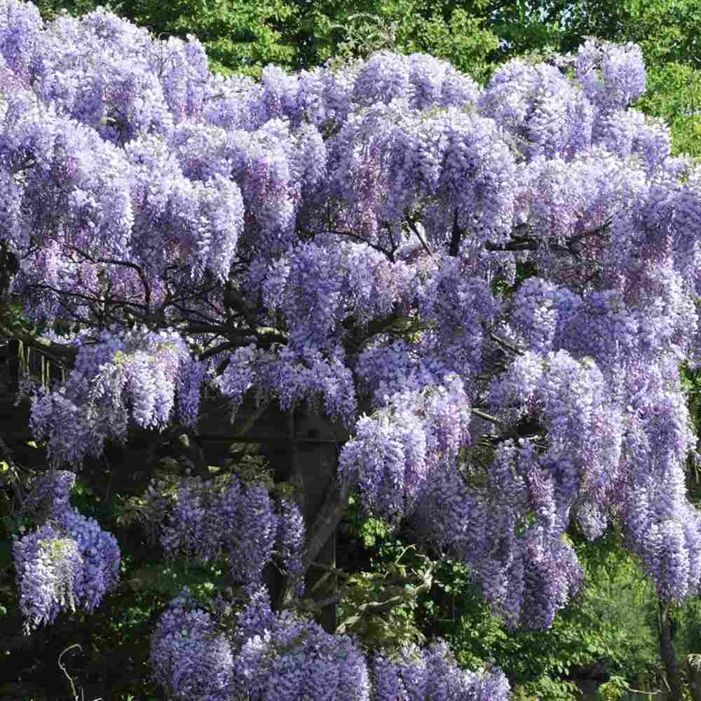Glicina (Wisteria) cataratoare Blue Sapphire, planta cataratoare flori albastre parfumate crestere rapida