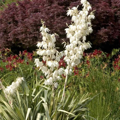 Yucca flaccida Golden Sword, frunze galben verde, rezistenta la seceta si ger, soare plin, ideala pentru rocarii si ghivece mari