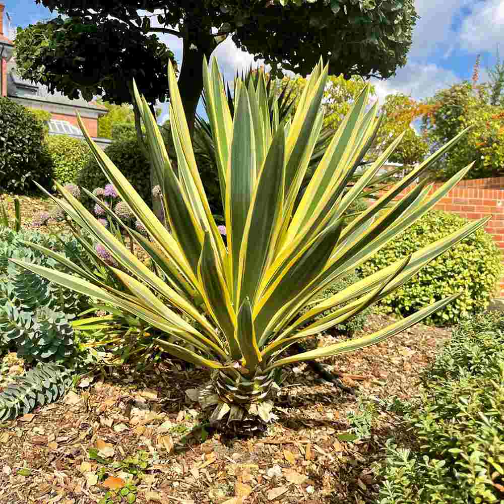 Yucca Gloriosa Variegata, crezistenta, frunze bicolore, flori albe spectaculoase, planta mediteraneana pentru soare, vesnic verde, frunze verzi si marginii aurii, rezistenta la ger