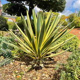Yucca Gloriosa Variegata, crezistenta, frunze bicolore, flori albe spectaculoase, planta mediteraneana pentru soare, vesnic verde, frunze verzi si marginii aurii, rezistenta la ger