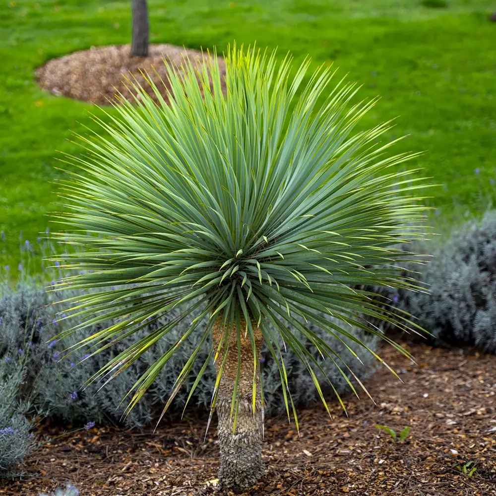 Yucca Albastra Rostrata Sapphire Skies, frunze indelungite albastre, planta decorativa rezistenta la ger, ideala pentru gradini mediteraneene si rocarii